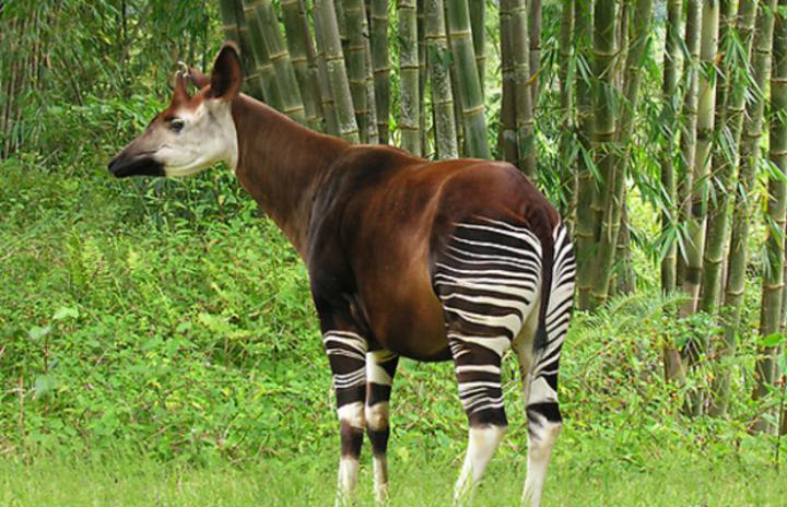 Faune a Okapis