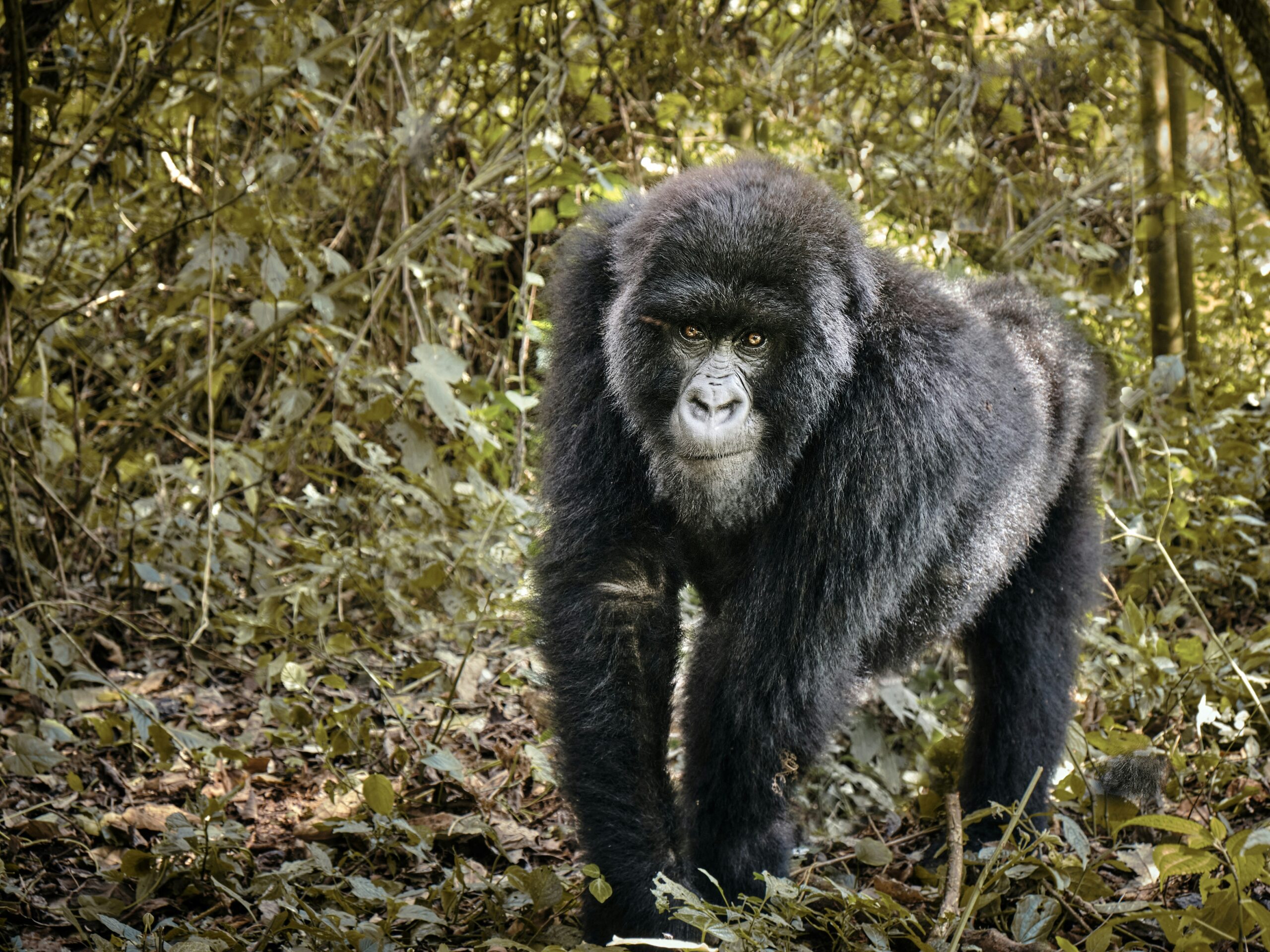 Gorille au parc national de Virunga